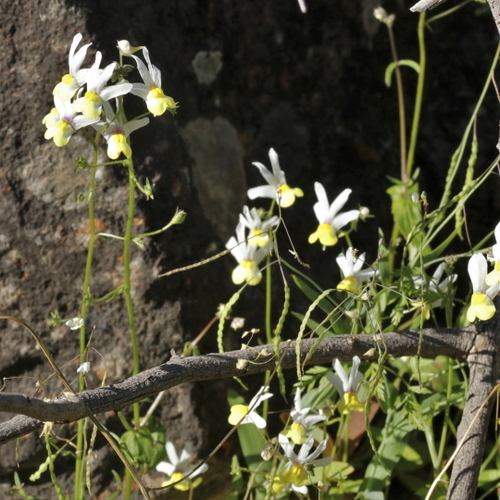 Image of Nemesia anisocarpa by (c) Karen Eichholz, some rights reserved (CC BY)