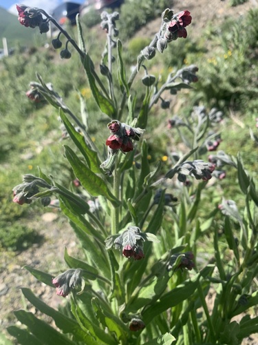 psí jazyk lekársky (Cynoglossum officinale)