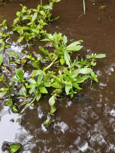 Image of Gratiola virginiana by (c) botanygirl, some rights reserved (CC BY)