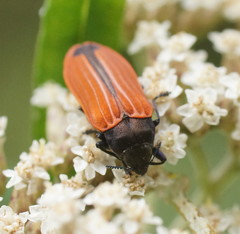 Castiarina erythroptera