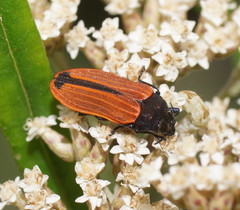 Castiarina erythroptera