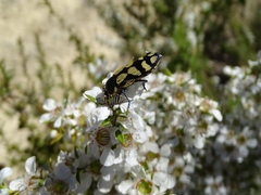 Castiarina adelaidae