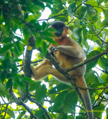 Trachypithecus pileatus