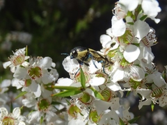 Castiarina adelaidae