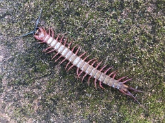 Cormocephalus nitidus