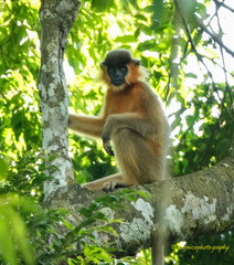 Trachypithecus pileatus