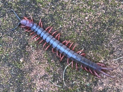 Cormocephalus nitidus