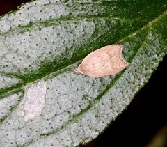 Scythropiodes