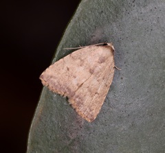 Anachrostis