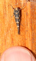 Eriocottidae