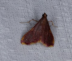 Endotricha olivacealis