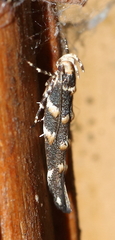 Eriocottidae