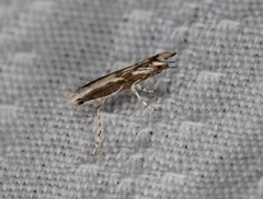 Epicephala lativalvaris