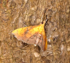 Hyalobathra micralis