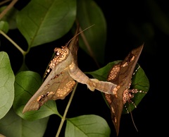 Lopharthrum comprimens