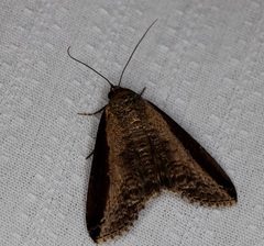 Lophoptera squammigera