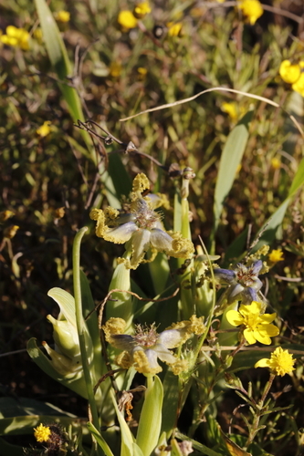 Image of Ferraria uncinata by (c) Karen Eichholz, some rights reserved (CC BY)