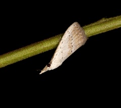 Meganola brunellus