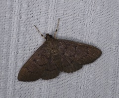 Omiodes tristrialis