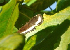 Eurytela hiarbas