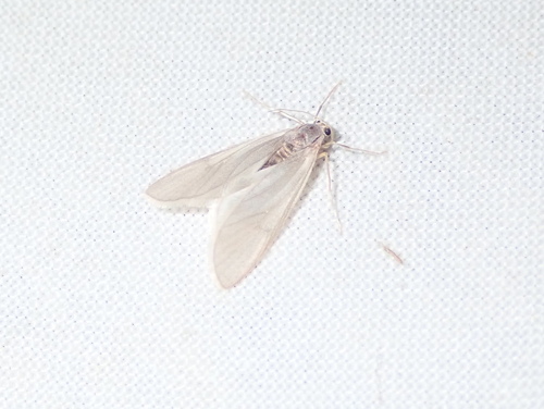 Acentria ephemerella