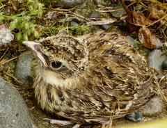 Alauda arvensis arvensis