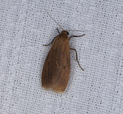 Paralithosia shaowuica