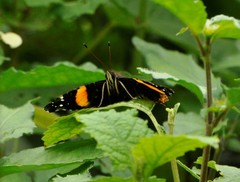 Vanessa dimorphica dimorphica