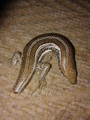 Trachylepis occidentalis