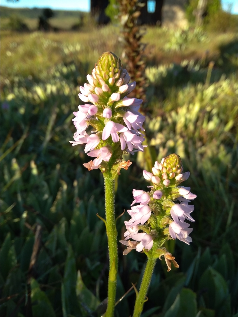 Cynorkis buchananii