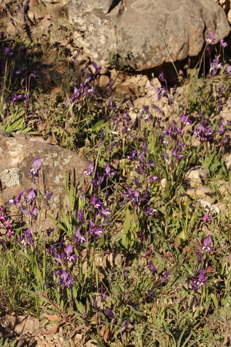 Sparaxis metelerkampiae