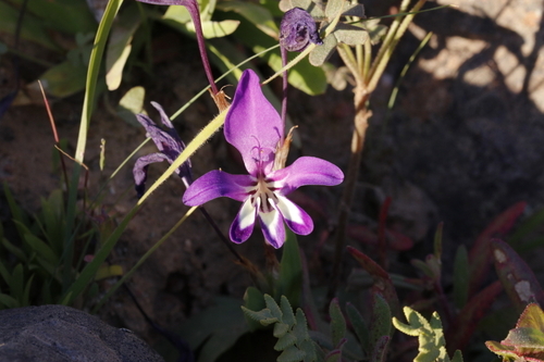 Sparaxis metelerkampiae