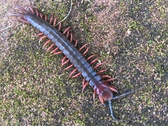 Cormocephalus nitidus