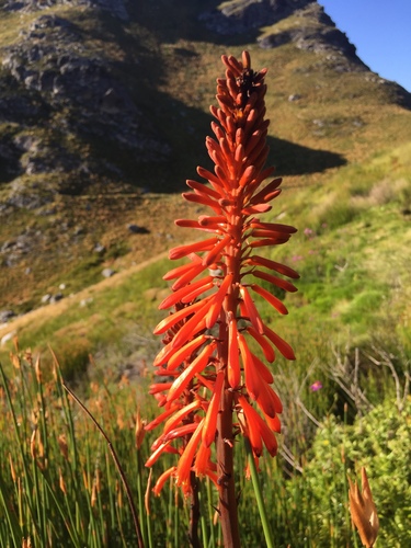 Kniphofia tabularis