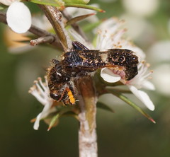 Scrobiger splendidus