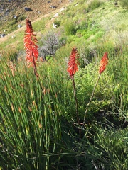 Kniphofia tabularis