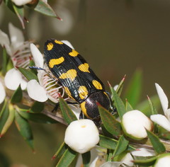 Castiarina octospilota