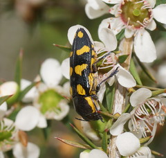 Castiarina octospilota