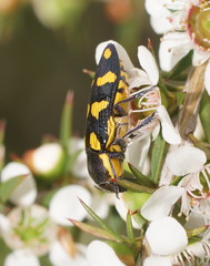 Castiarina octospilota