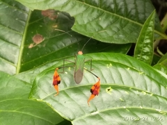 Anisoscelis foliaceus