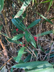 Ardisia lindleyana