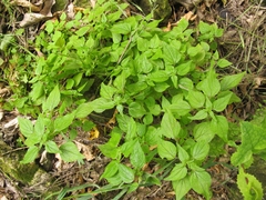 Parietaria debilis