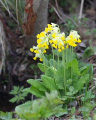 Primula veris macrocalyx