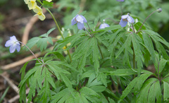 Anemonoides caerulea