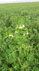 Pisum sativum sativum