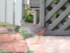 Amaurornis moluccana