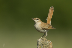 Rufous-Tailed Scrub Robin photo 2
