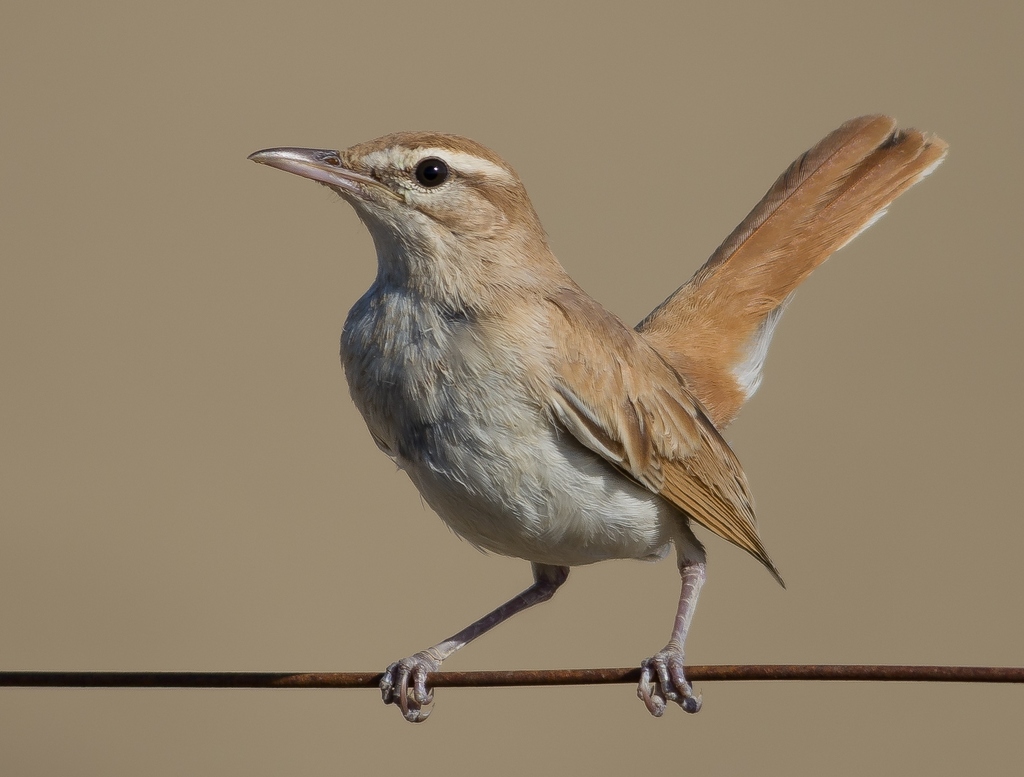 Foto de Rufous-tailed Scrub Robin