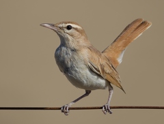 Rufous-Tailed Scrub Robin photo 3