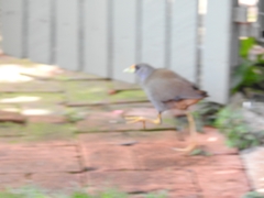 Amaurornis moluccana